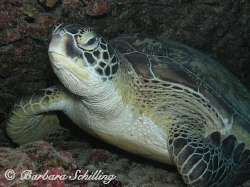 A green Turtle posing for the photographer. Taken with a ... by Barbara Schilling 